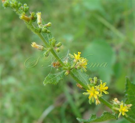  Inflorescence